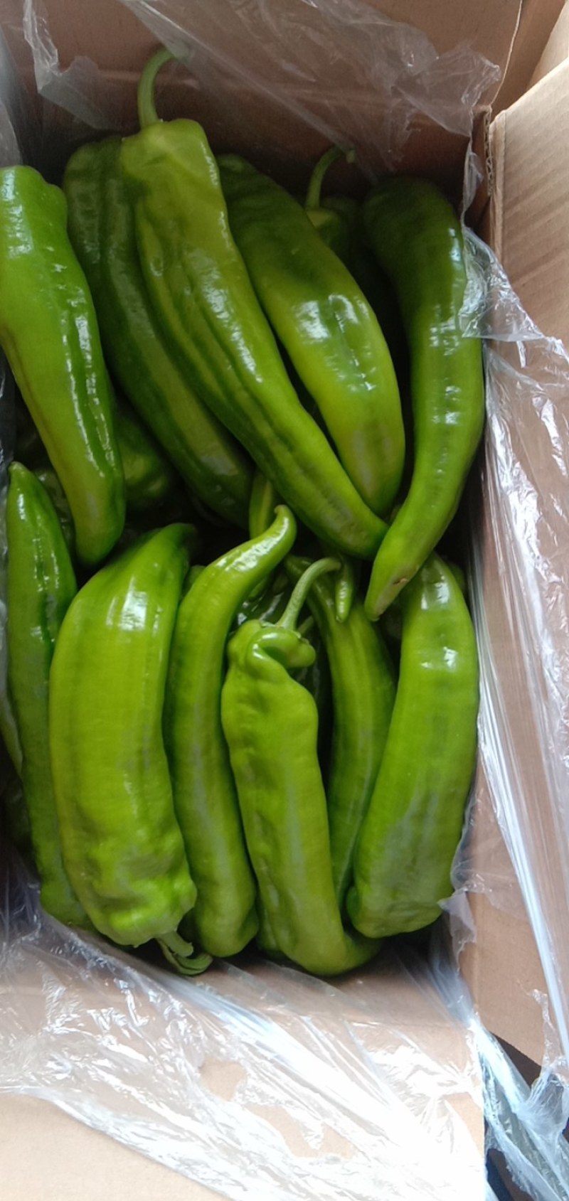 冷棚辣椒，陇椒，尖椒