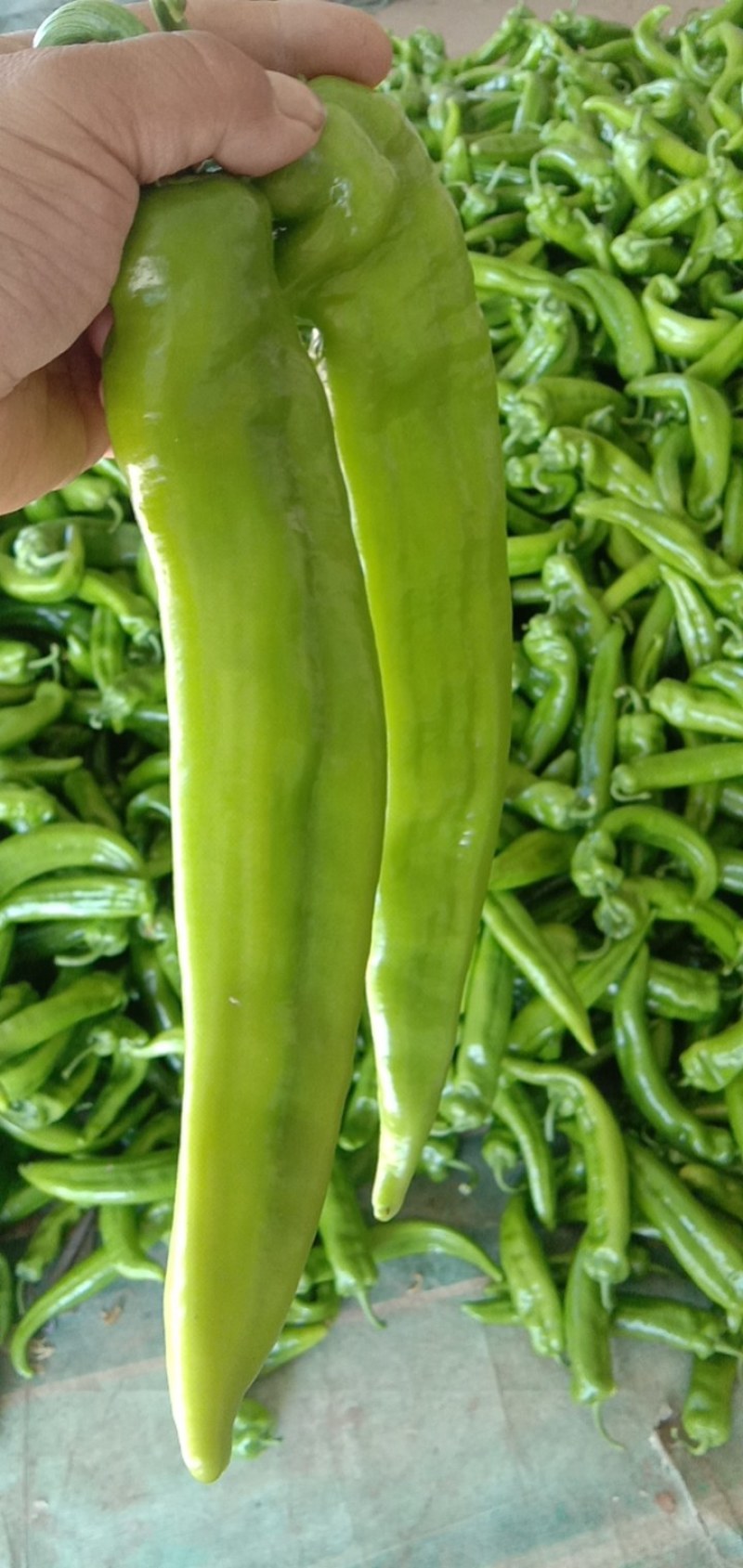 冷棚辣椒，陇椒，尖椒
