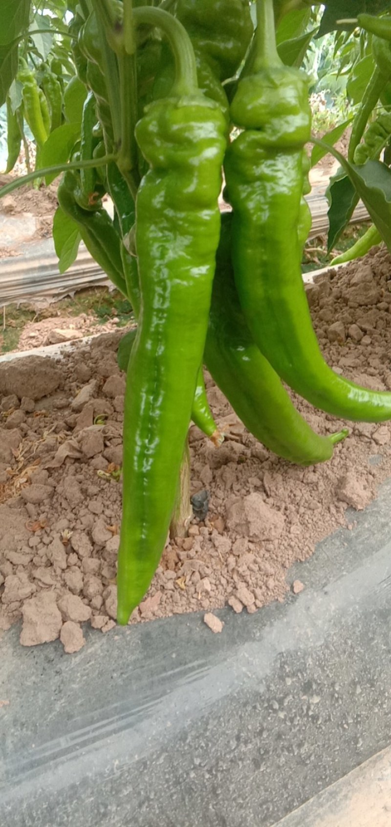 冷棚辣椒，陇椒，尖椒