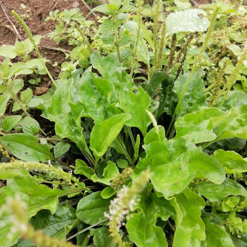 云南自然晒干无硫野生车前草花茶花草茶药食同源初级农产品