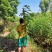 黄花槐2米高（美植袋）