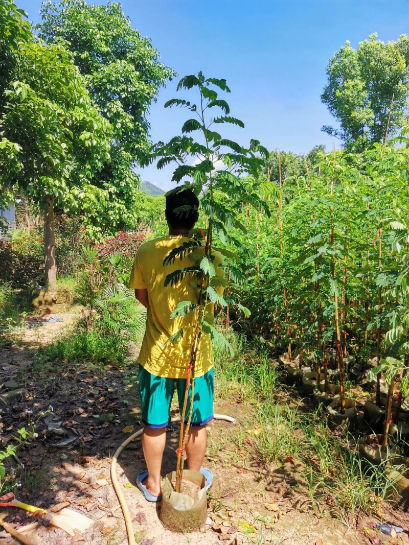 黄花槐2米高（美植袋）