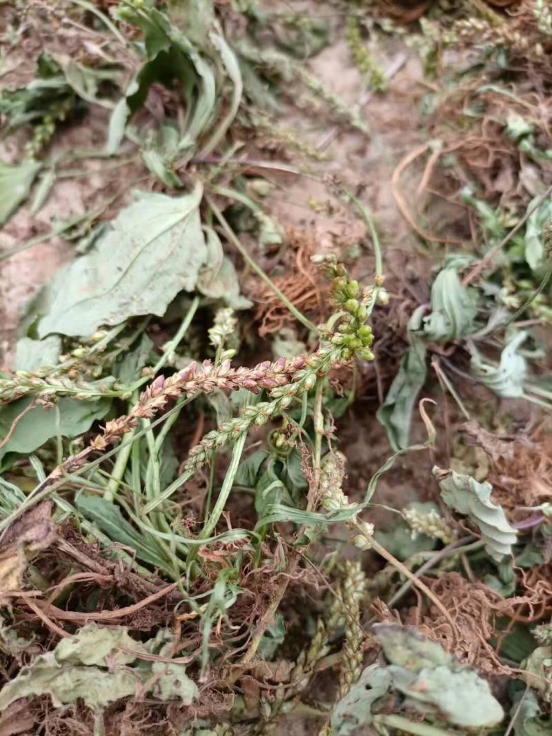 云南自然晒干无硫野生车前草花茶花草茶药食同源初级农产品