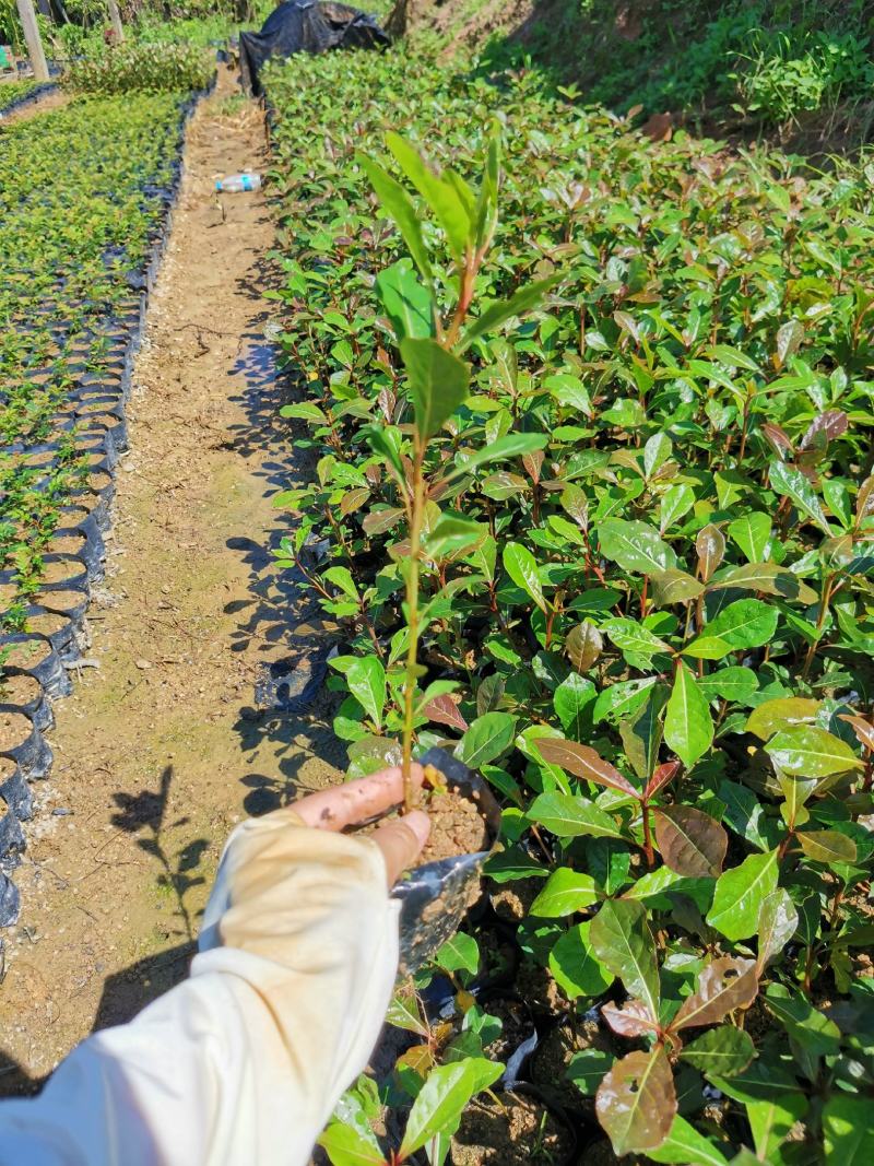 小叶榄仁（8公分袋）