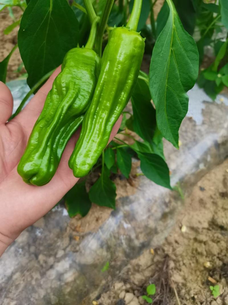 高山反季节鲜辣椒预售