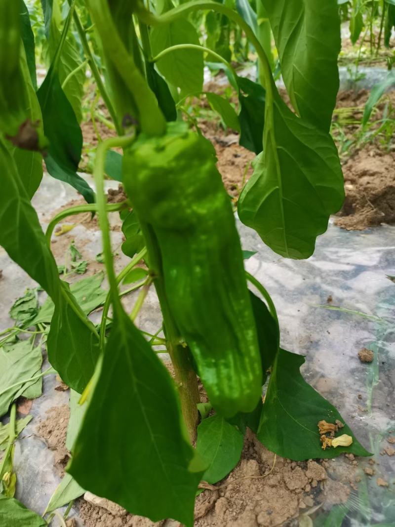 高山反季节鲜辣椒预售