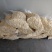 笋片新货江西毛竹笋闽笋压榨笋一斤泡发4斤水发酒店餐饮麻辣