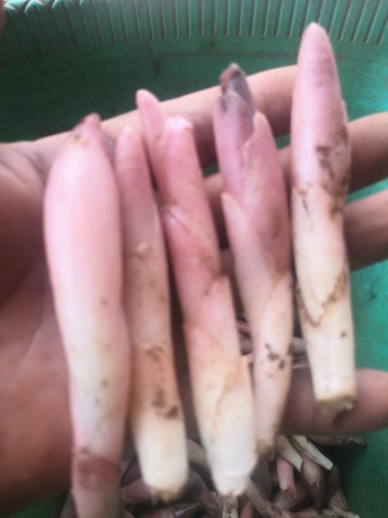 鲜鲜红阳荷，黑阳荷，产地直销，价格实惠，