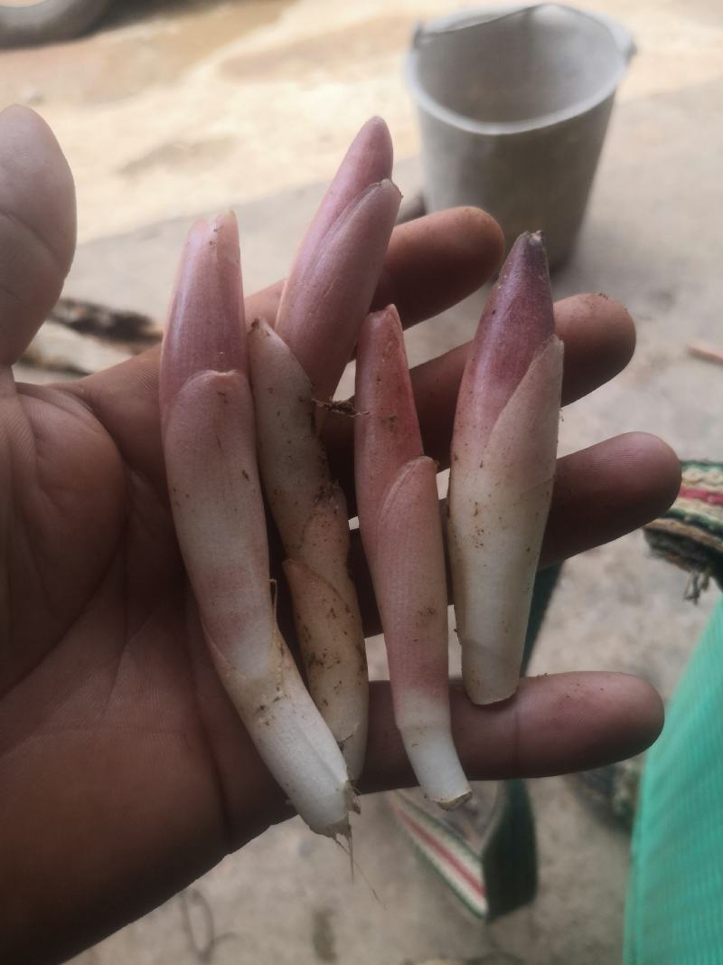 鲜鲜红阳荷，黑阳荷，产地直销，价格实惠，