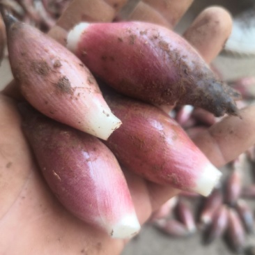 鲜鲜红阳荷，黑阳荷，产地直销，价格实惠，