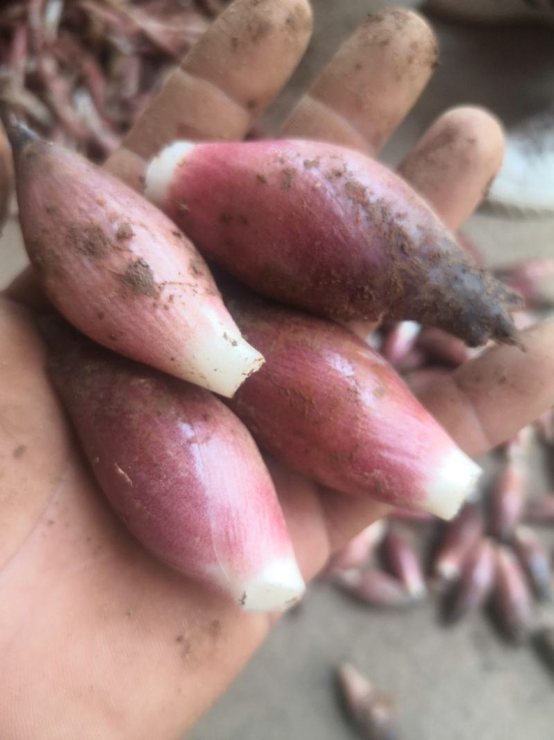 鲜鲜红阳荷，黑阳荷，产地直销，价格实惠，