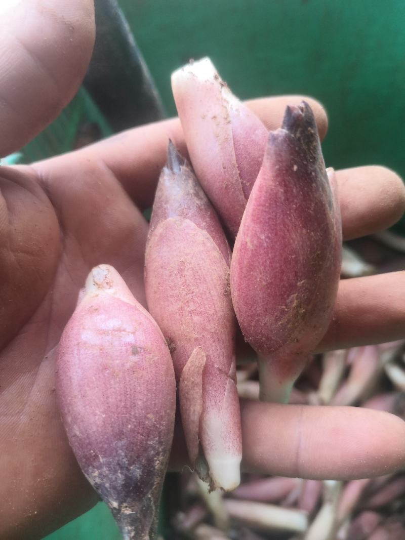 鲜鲜红阳荷，黑阳荷，产地直销，价格实惠，