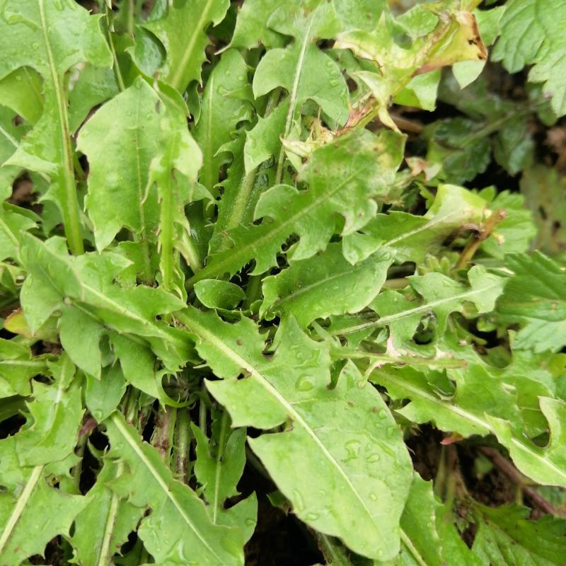 云南自然晒干无硫野生蒲公英茶花草茶药食同源云南天然植物