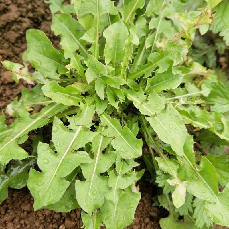 云南自然晒干无硫野生蒲公英茶花草茶药食同源云南天然植物