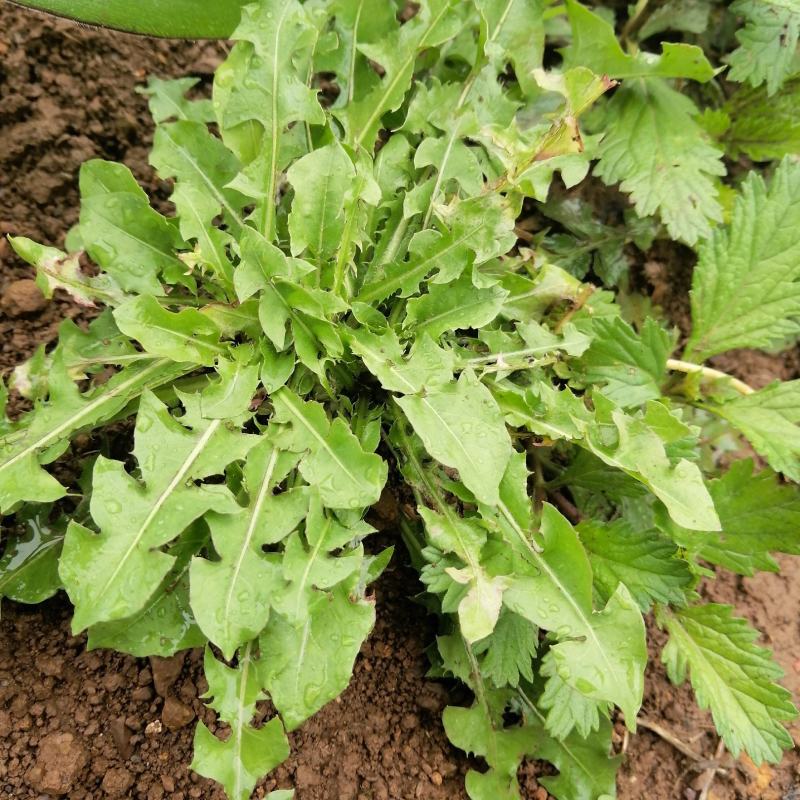 云南自然晒干无硫野生蒲公英茶花草茶药食同源云南天然植物