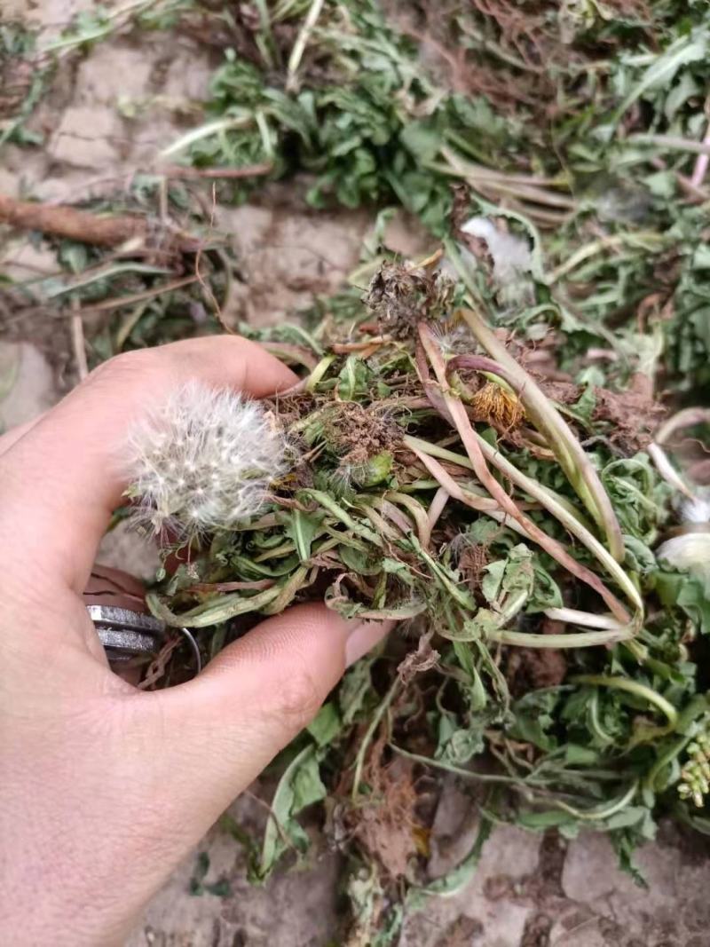云南自然晒干无硫野生蒲公英茶花草茶药食同源云南天然植物