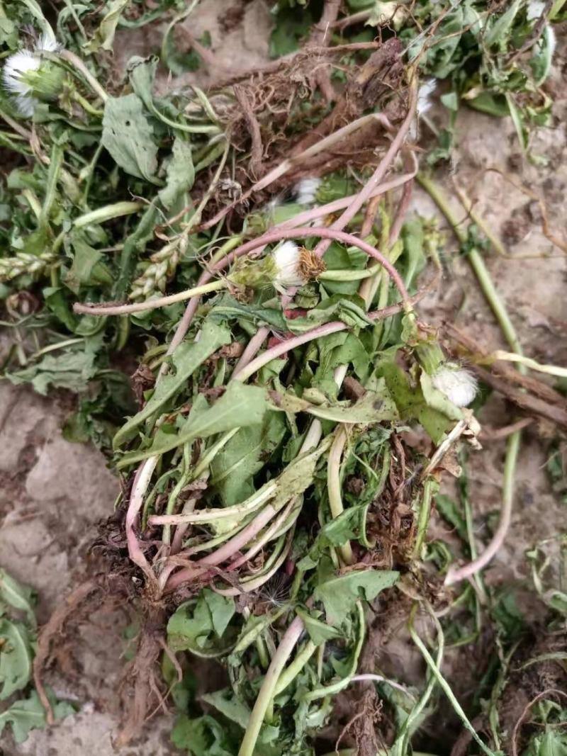 云南自然晒干无硫野生蒲公英茶花草茶药食同源云南天然植物