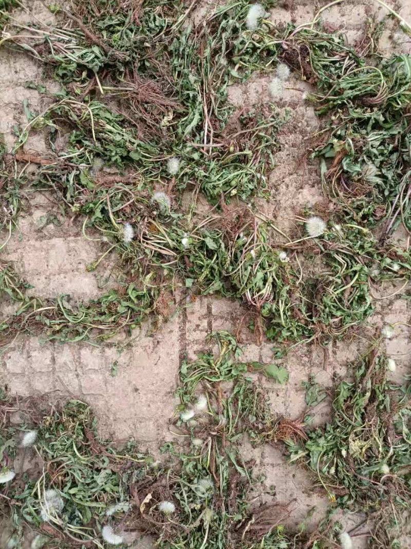 云南自然晒干无硫野生蒲公英茶花草茶药食同源云南天然植物