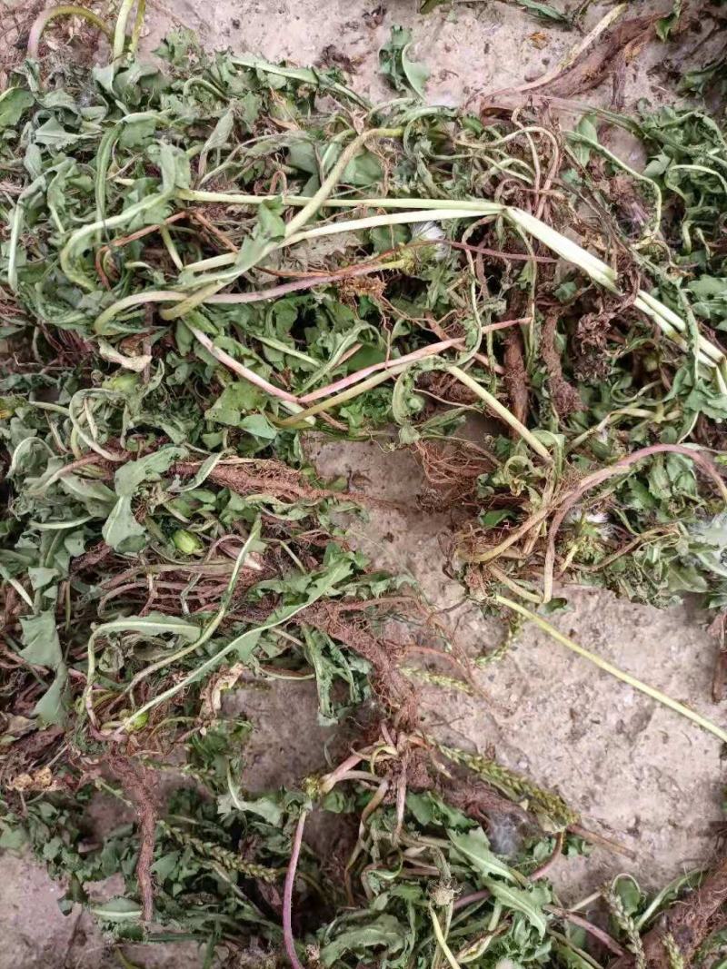 云南自然晒干无硫野生蒲公英茶花草茶药食同源云南天然植物