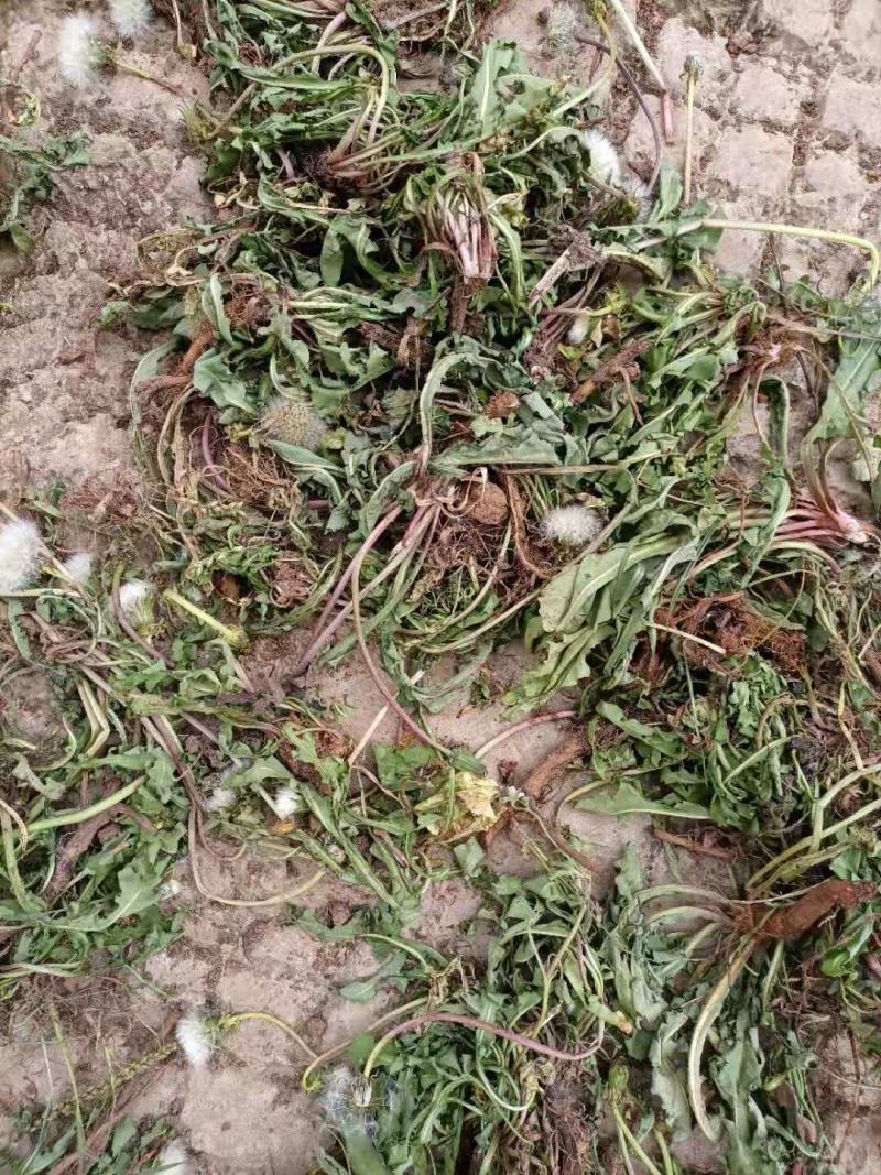 云南自然晒干无硫野生蒲公英茶花草茶药食同源云南天然植物