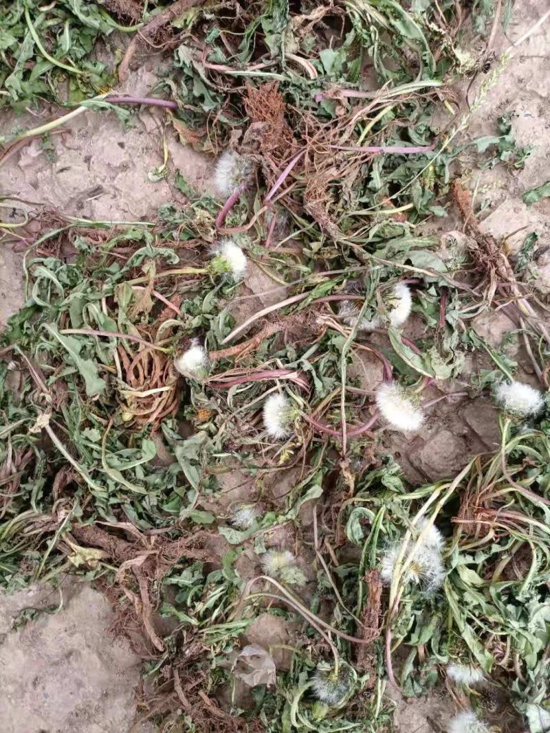 云南自然晒干无硫野生蒲公英茶花草茶药食同源云南天然植物