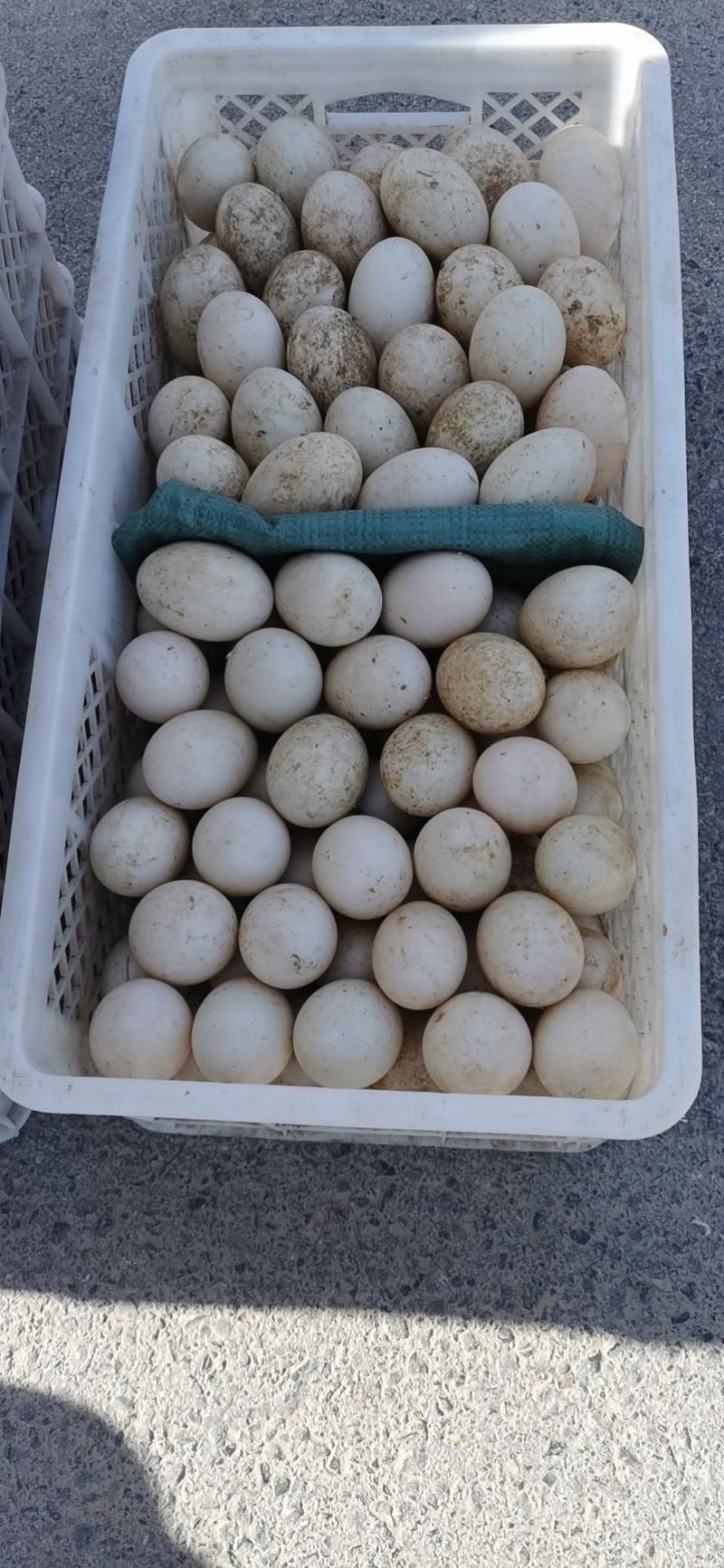 开产新鲜鸭种蛋