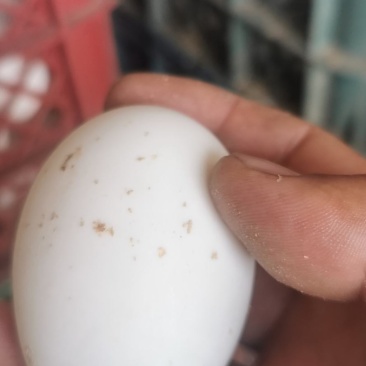 开产新鲜鸭种蛋