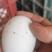 开产新鲜鸭种蛋