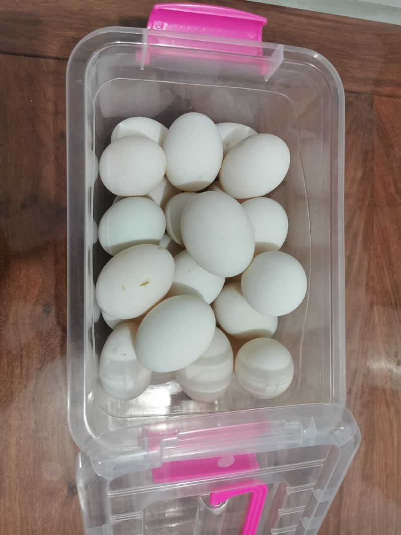 开产新鲜鸭种蛋