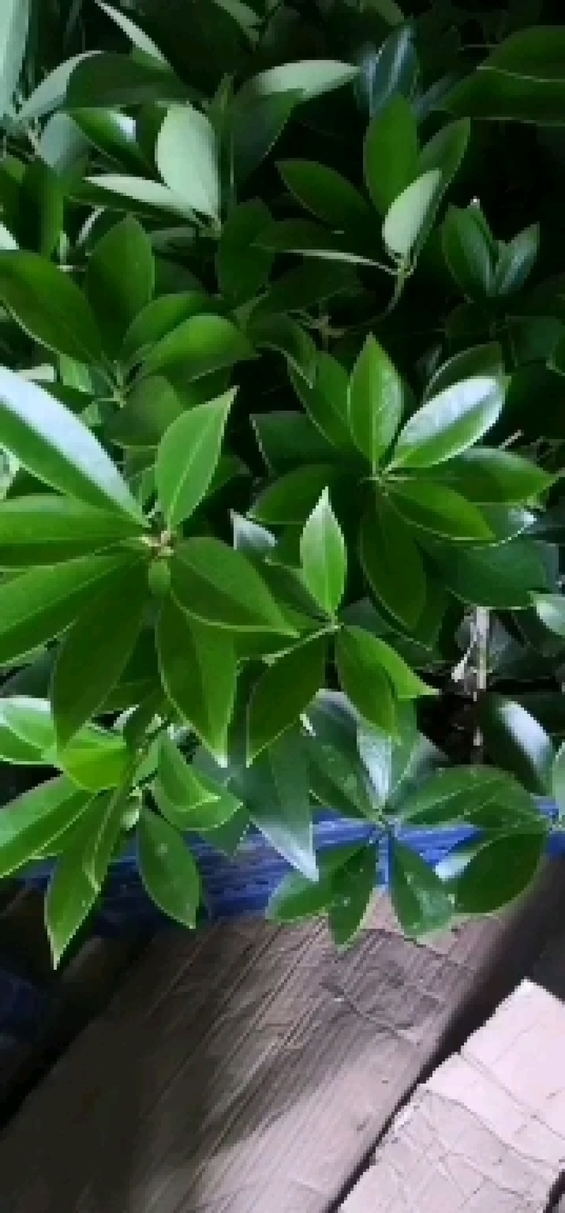 大红八角嫁接苗