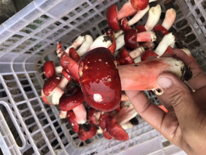 2云南玉溪元江南溪2025年新货，标菇鲜货5厘米以上议价