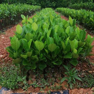 菠萝蜜苗马来西亚一号高产收益快