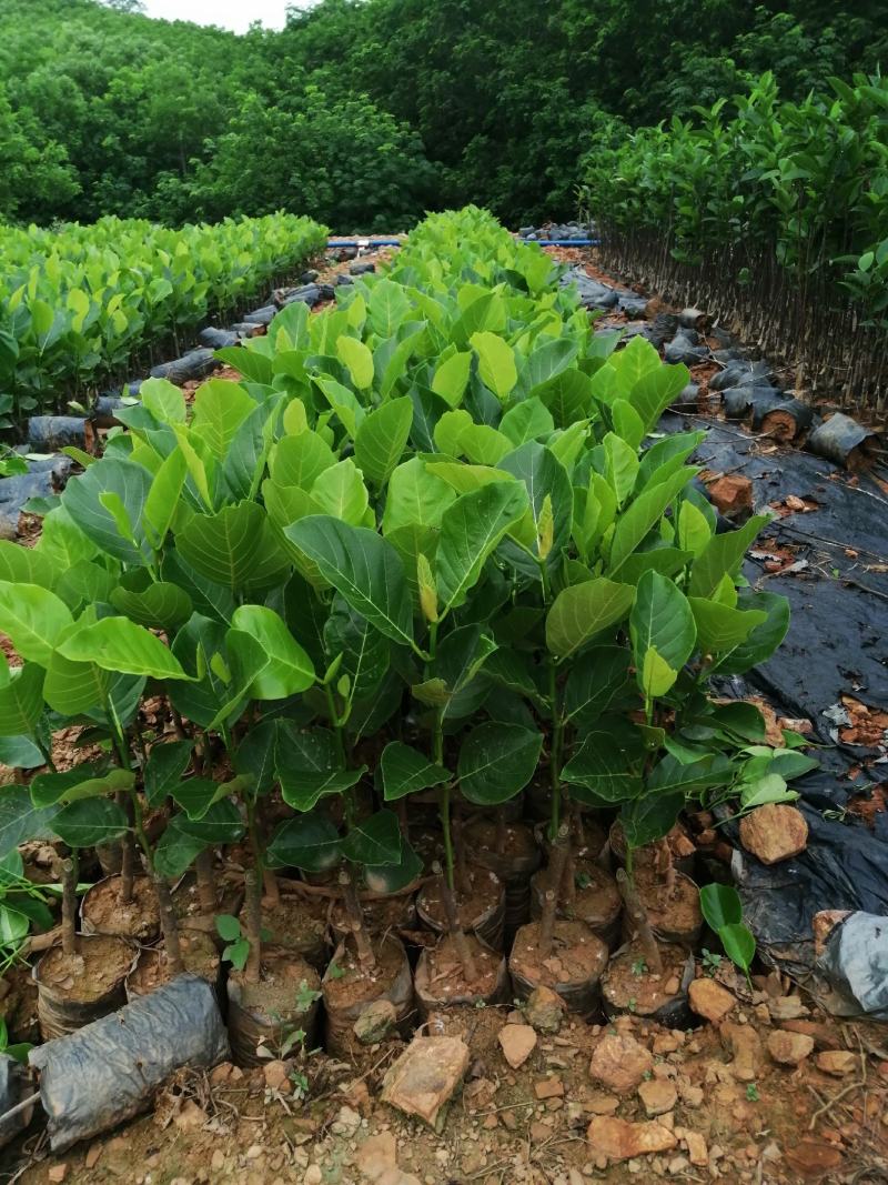 菠萝蜜苗马来西亚一号高产收益快