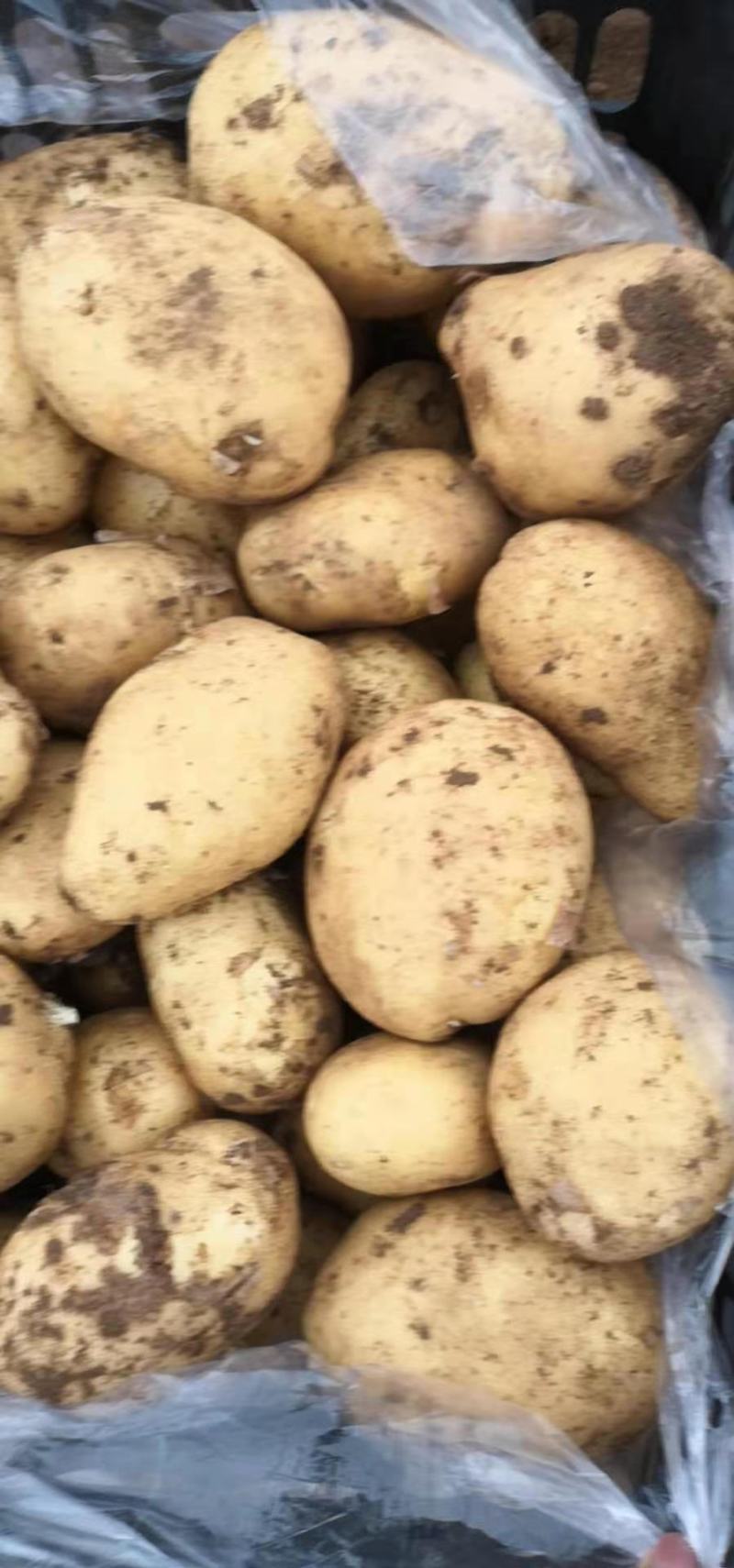 【精品】辽宁锦州荷兰土豆大量上市，产地直销，保质保量