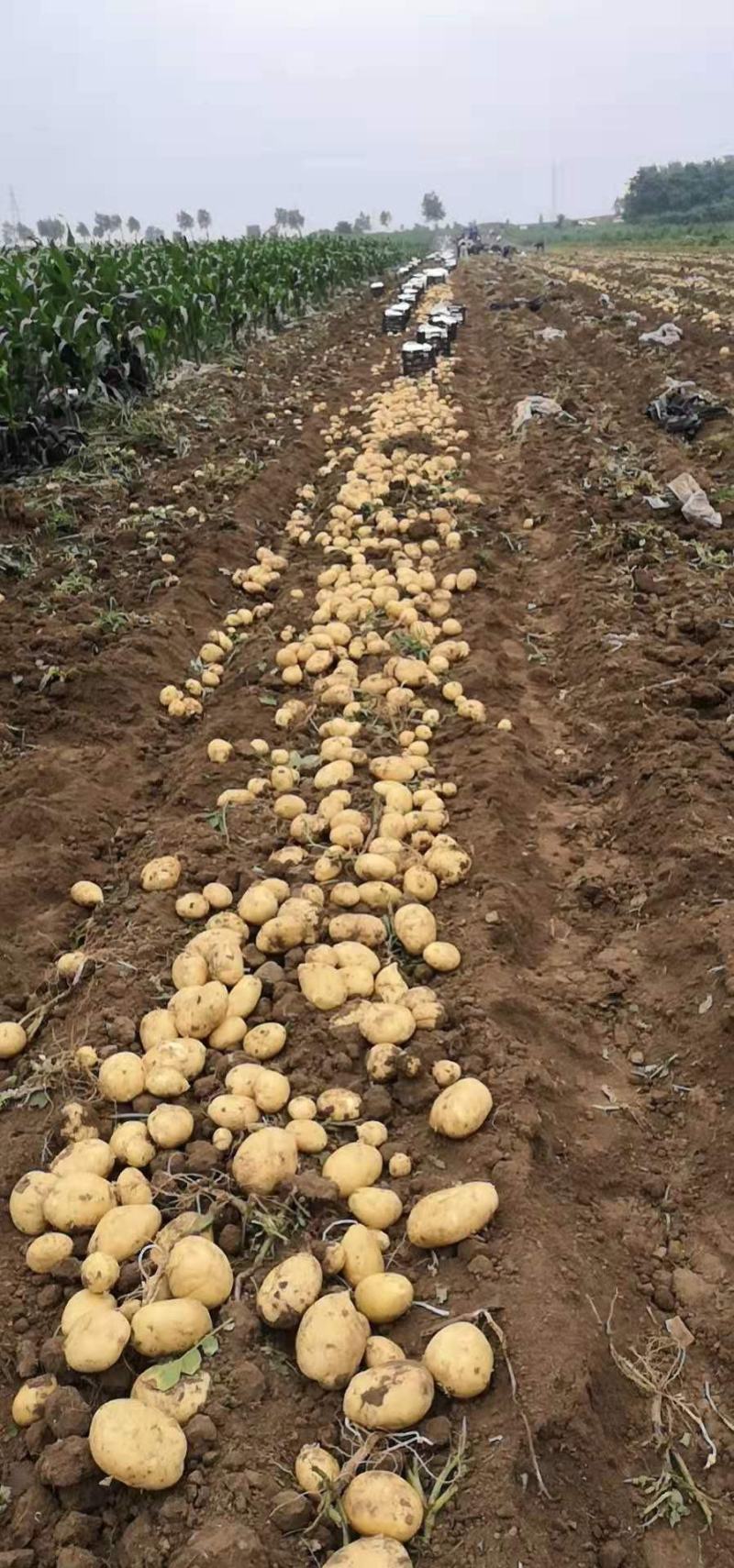 【精品】辽宁锦州荷兰土豆大量上市，产地直销，保质保量