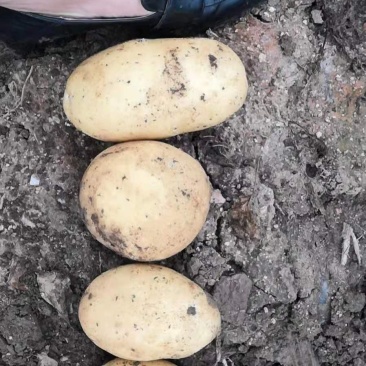 【精品】辽宁锦州荷兰土豆大量上市，产地直销，保质保量