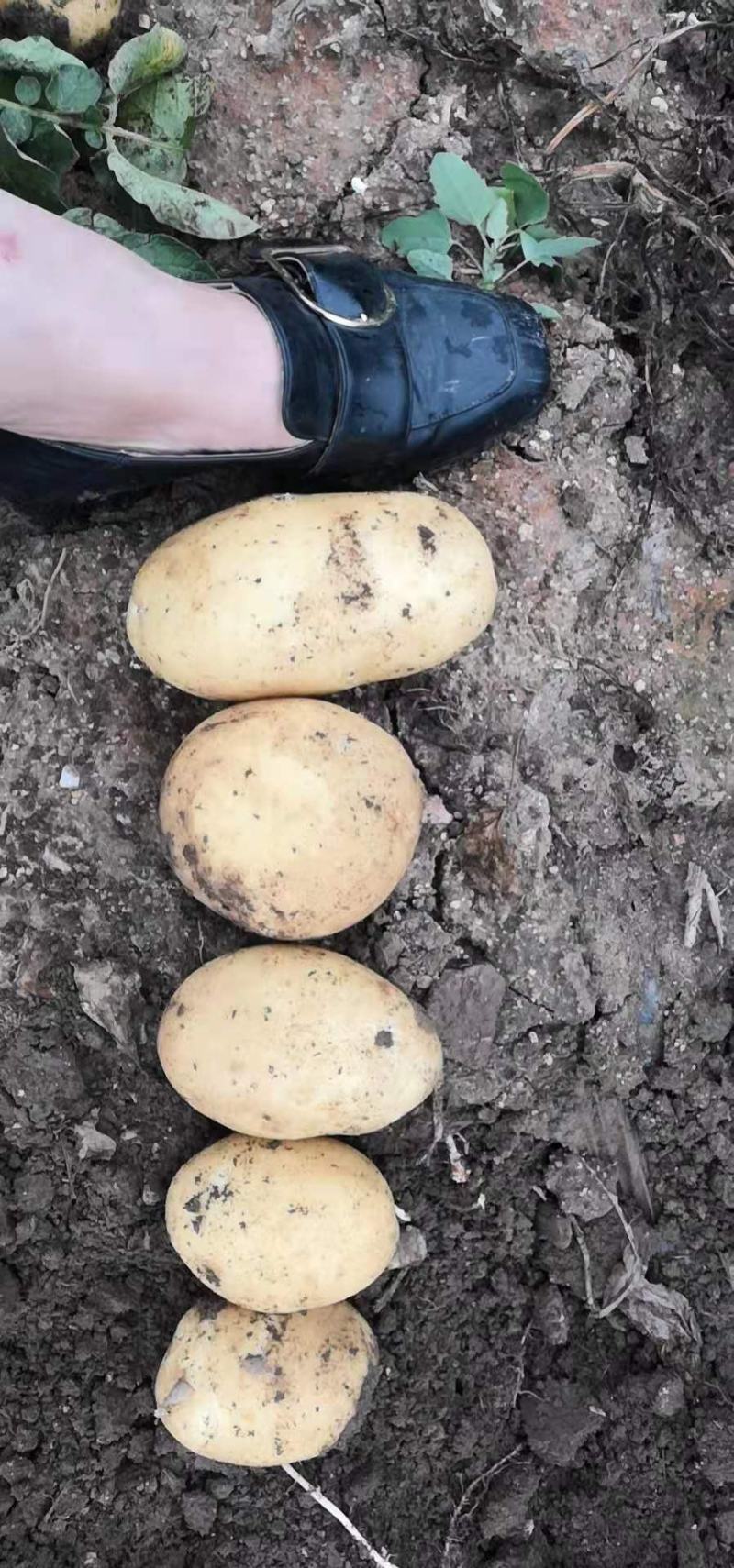 【精品】辽宁锦州荷兰土豆大量上市，产地直销，保质保量