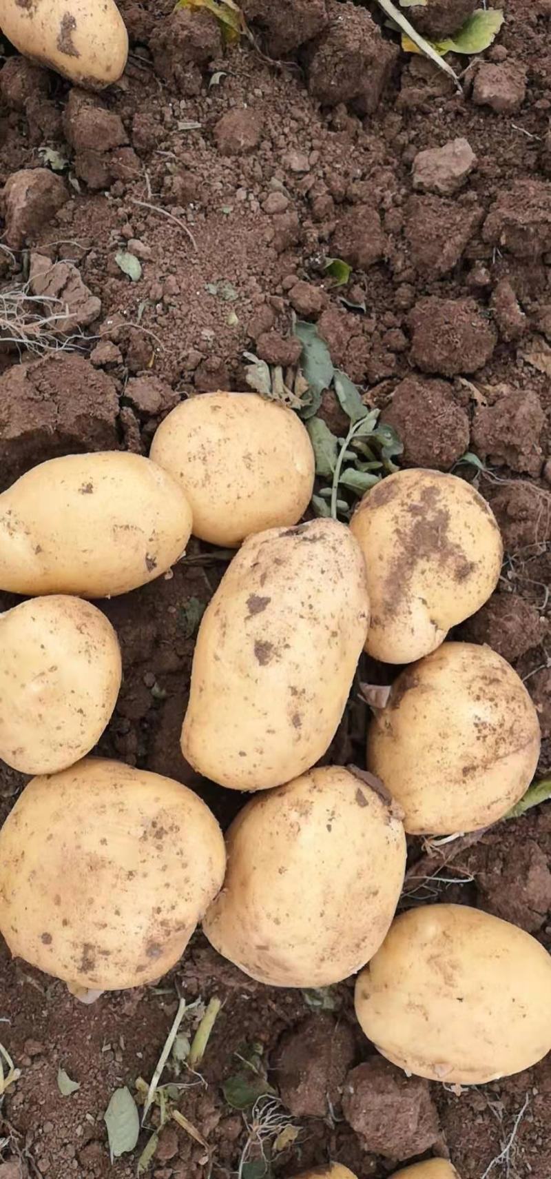 【精品】辽宁锦州荷兰土豆大量上市，产地直销，保质保量