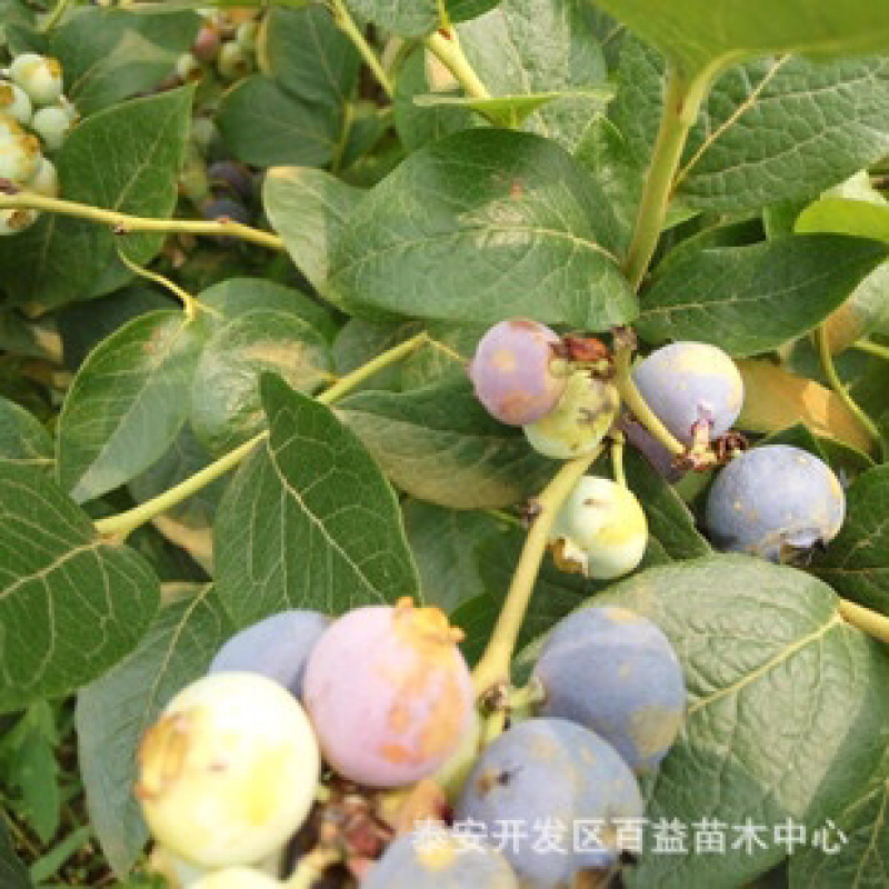 蓝莓苗，出售蓝莓钵苗，地栽蓝莓苗，七年大苗，吉林基地直发