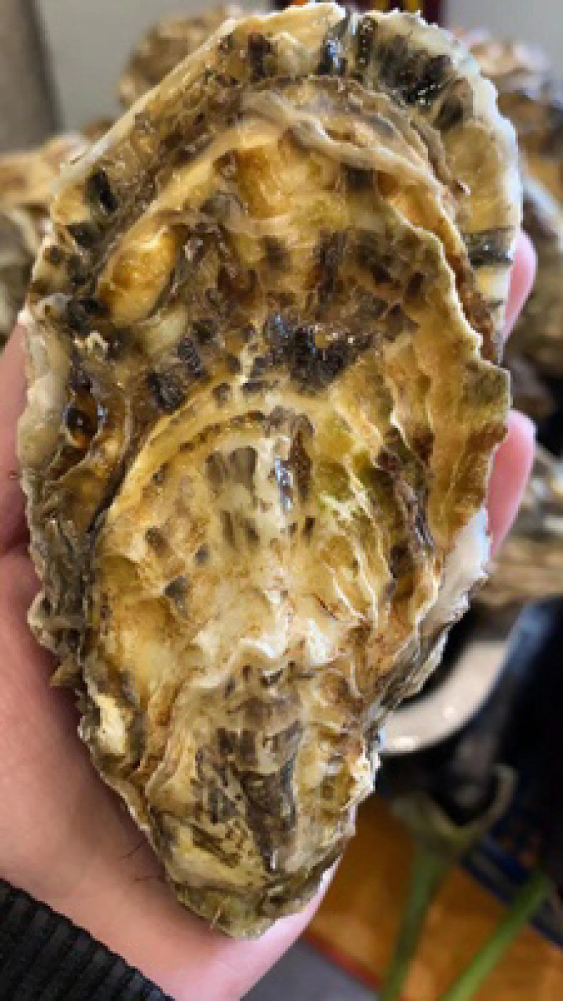三倍体生蚝乳山三倍体自家海蛎子现捞现发