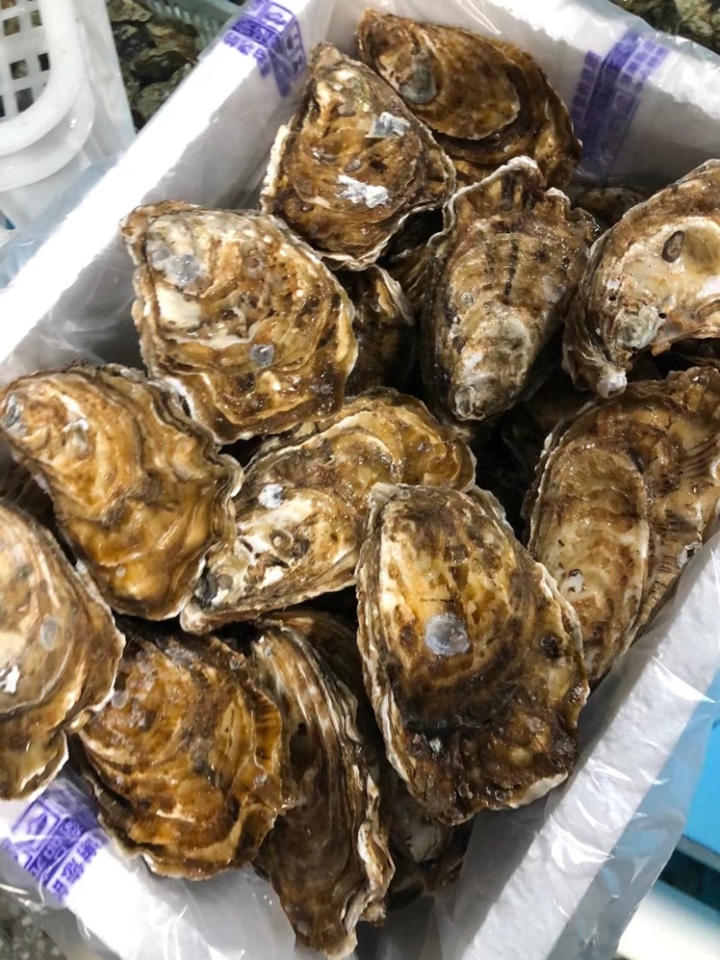 三倍体生蚝乳山三倍体自家海蛎子现捞现发