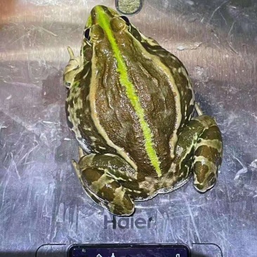 青蛙青蛙青蛙青蛙
