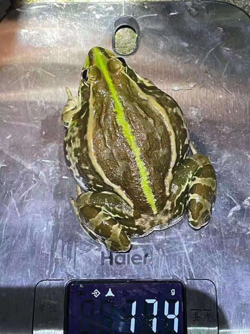 青蛙青蛙青蛙青蛙