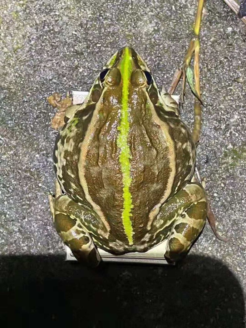 青蛙青蛙青蛙青蛙