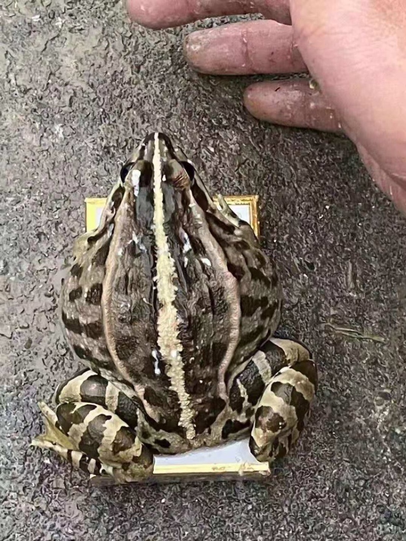青蛙青蛙青蛙青蛙