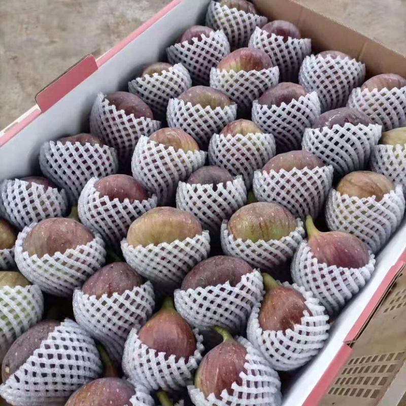 云南水果汇