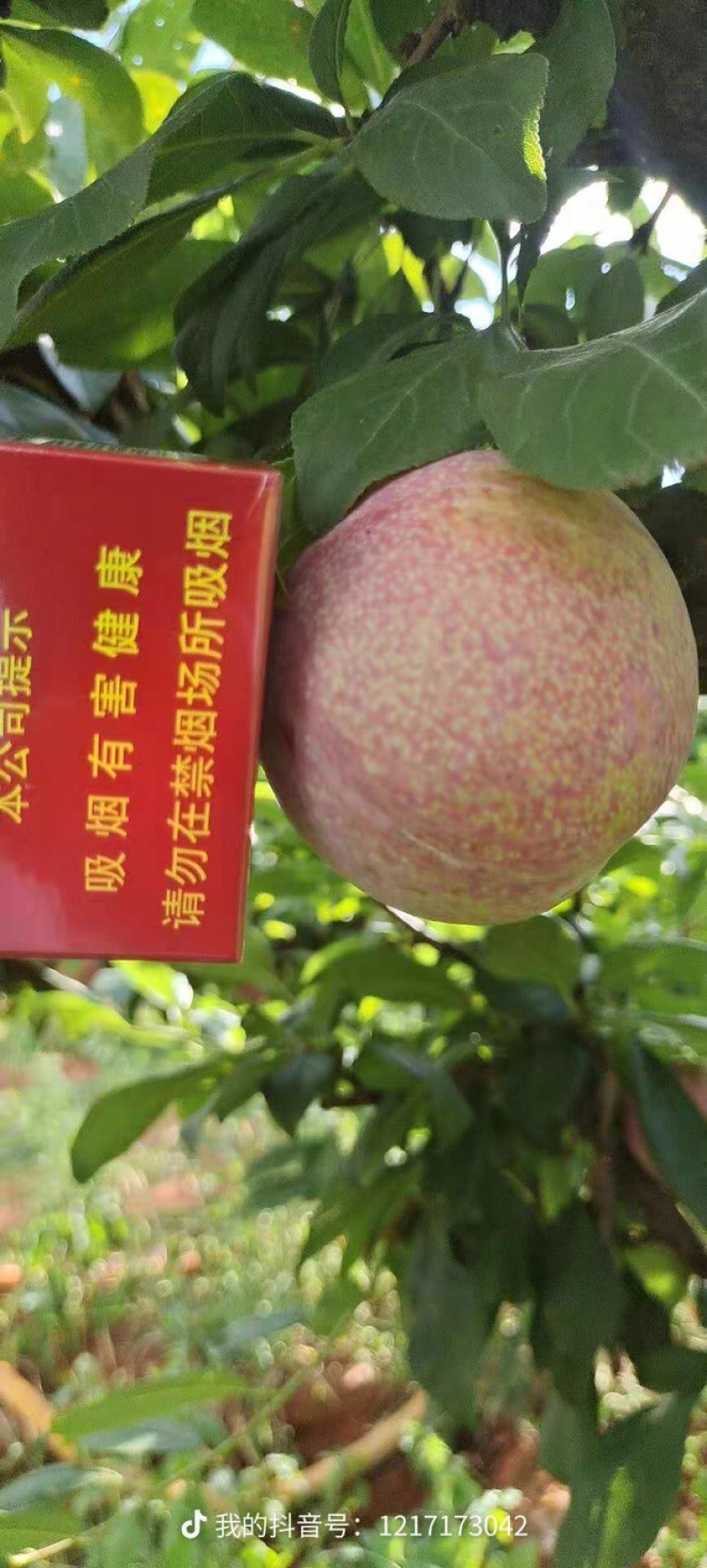 云南水果汇