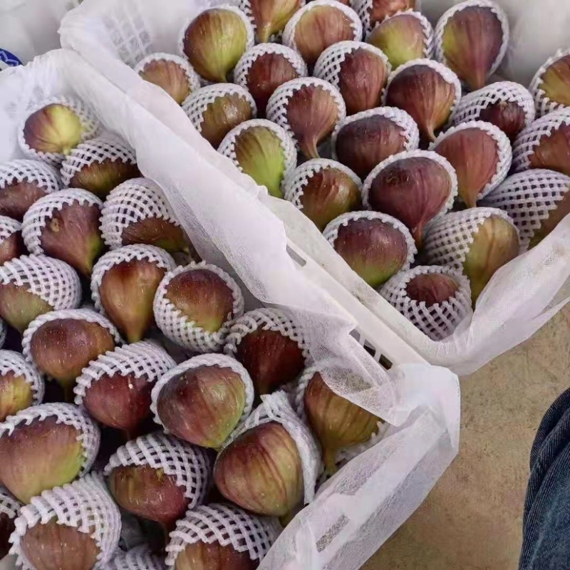 云南水果汇