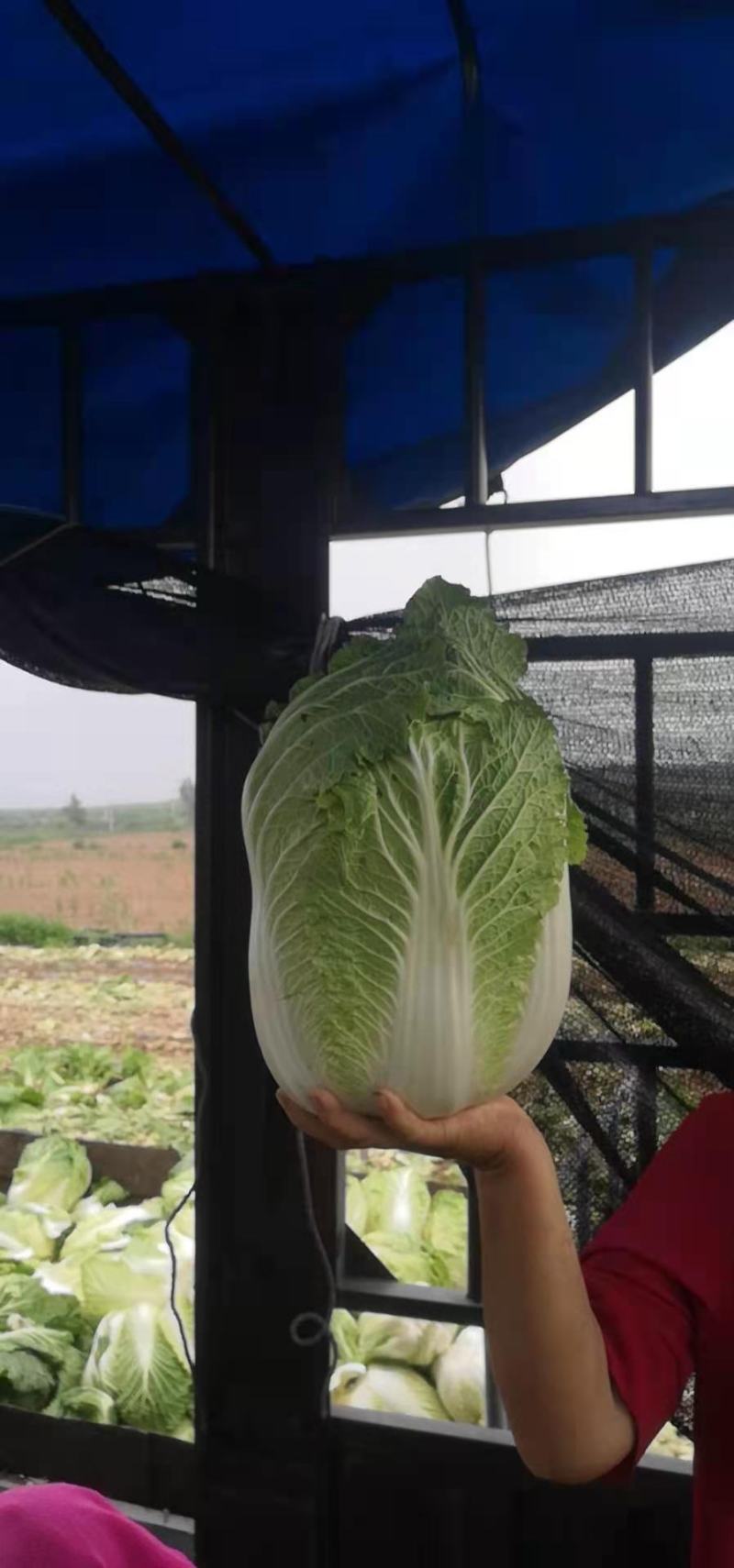 辽宁锦州金翡翠白菜，大量上市，一手货源，保质保量