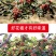 【花椒】陕西大红袍花椒农家自产基地直发精选品质
